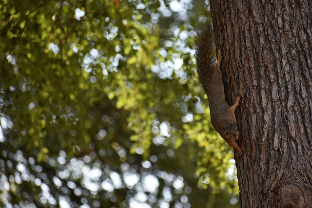 成都蓉城vs武汉三镇首发：五外援PK四外援，杨明洋、汪晋贤出战.