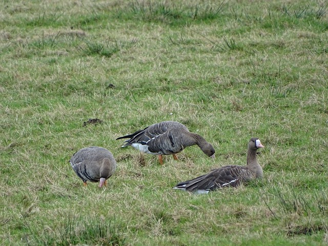 为其他球队 为其他球队